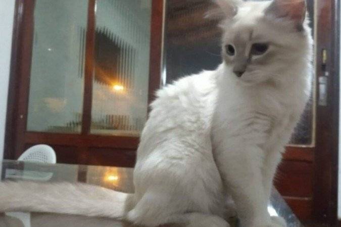 Covid-19: Brasil registra primeiro caso de infecção em gatos
