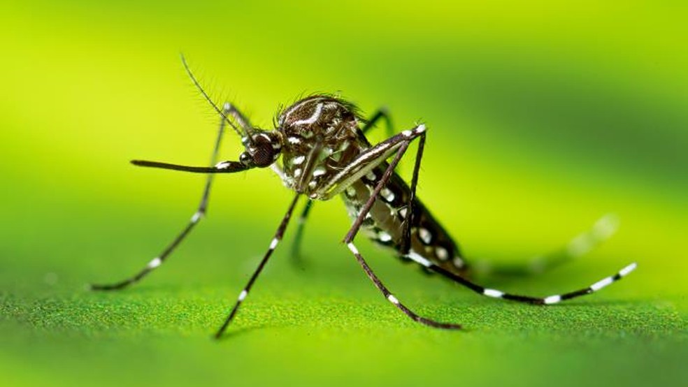 RS chega a 50 mortes por dengue em 2023, diz Secretaria da Saúde