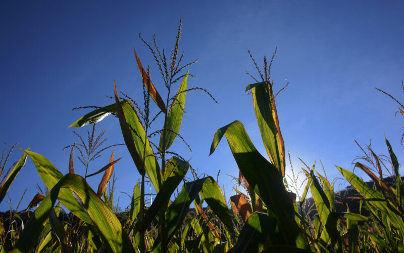 Previsão aponta clima estável no Rio Grande do Sul até abril, com baixa probabilidade de chuvas.