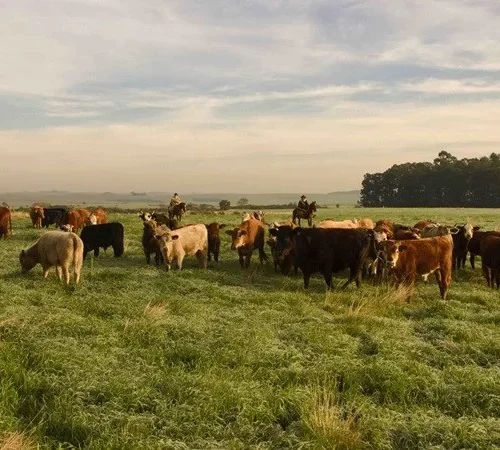 Rio Grande do Sul celebra cinco anos livre de febre aftosa sem vacinação