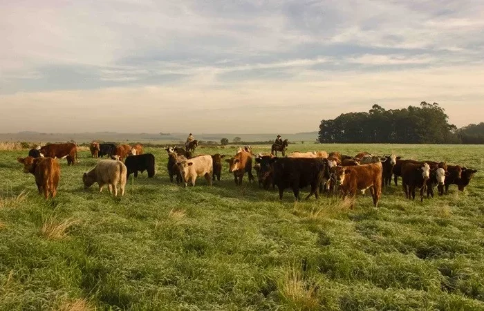 Rio Grande do Sul celebra cinco anos livre de febre aftosa sem vacinação