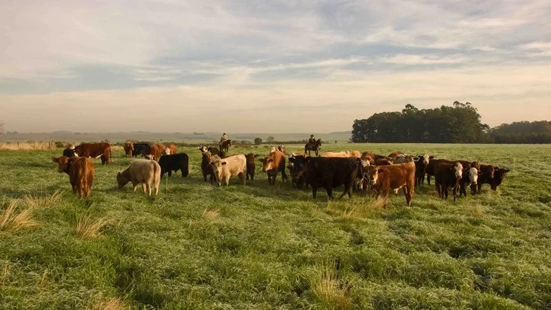 Rio Grande do Sul celebra cinco anos livre de febre aftosa sem vacinação