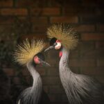 Aves resgatadas de tráfico internacional ganham abrigo no zoológico de Sapucaia
