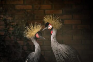 Aves resgatadas de tráfico internacional ganham abrigo no zoológico de Sapucaia