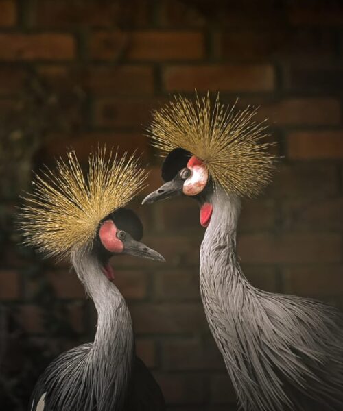 Aves resgatadas de tráfico internacional ganham abrigo no zoológico de Sapucaia