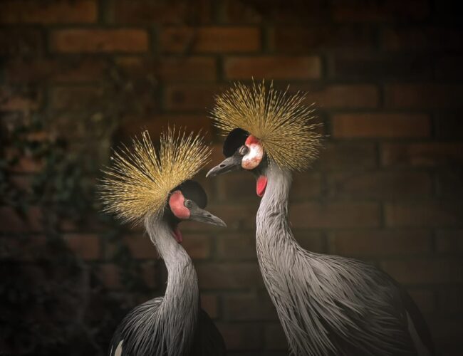 Aves resgatadas de tráfico internacional ganham abrigo no zoológico de Sapucaia
